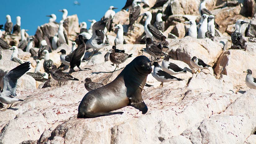 Ballestas Islands Updated Info And Prices Blog Machu Travel Peru