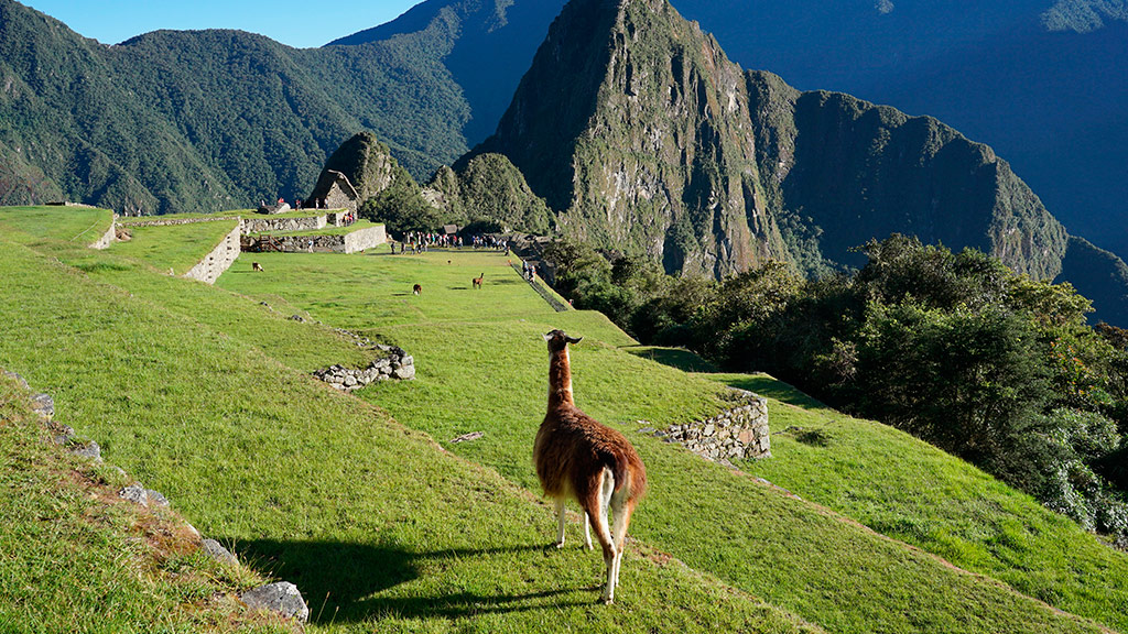 Differences Between Llamas and Alpacas | Blog Machu Travel Peru