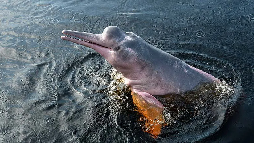 amazon river dolphin