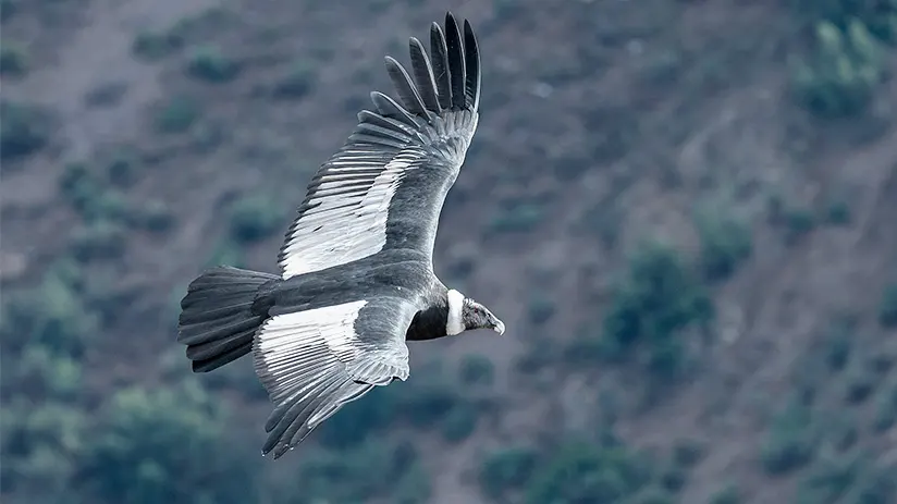 andean condor