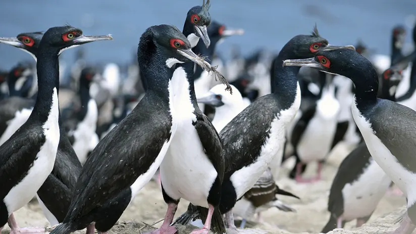 guanay animals peru