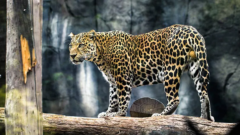 jaguar animal