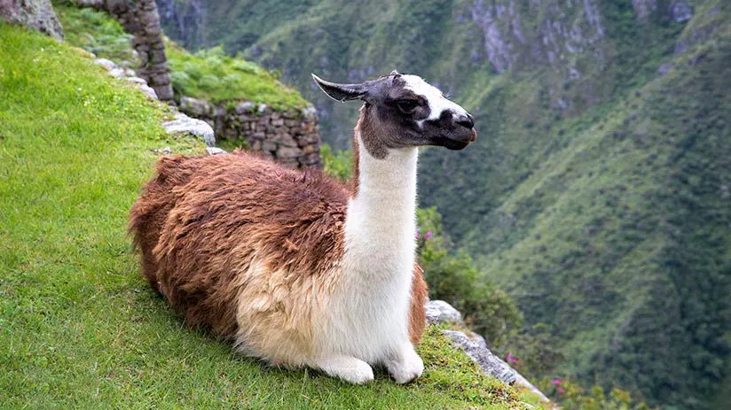 llamas alpacas peru