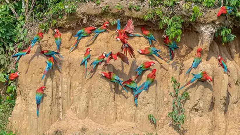 macaws animals peru