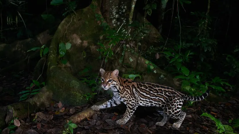 ocelot animals peru