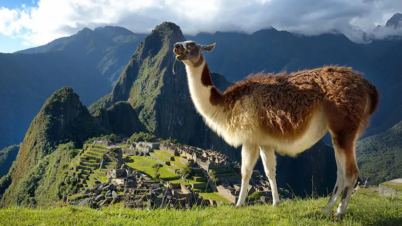 portrait animals peru