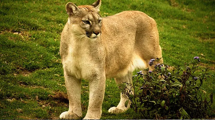 puma animal peru