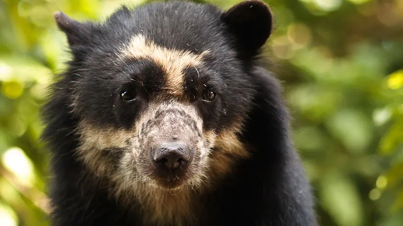 spectacled bear