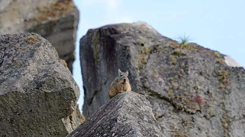 vizcacha animal