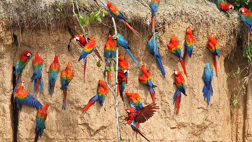 Guide for bird watching in Peru: Updated guide 2021 | Blog Machu Travel ...