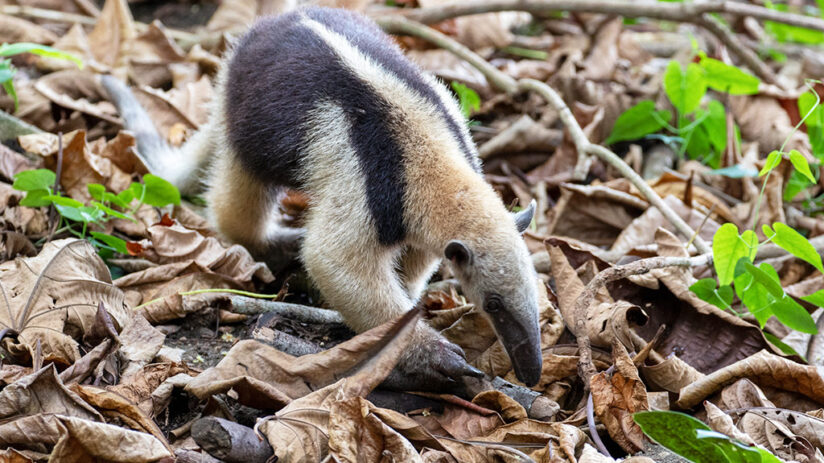 15 Recommended animals to see in the Amazon rainforest | Blog Machu ...