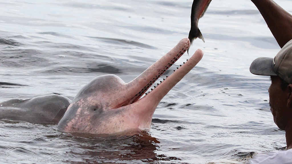 The Amazon Pink River Dolphin | Blog Machu Travel Peru