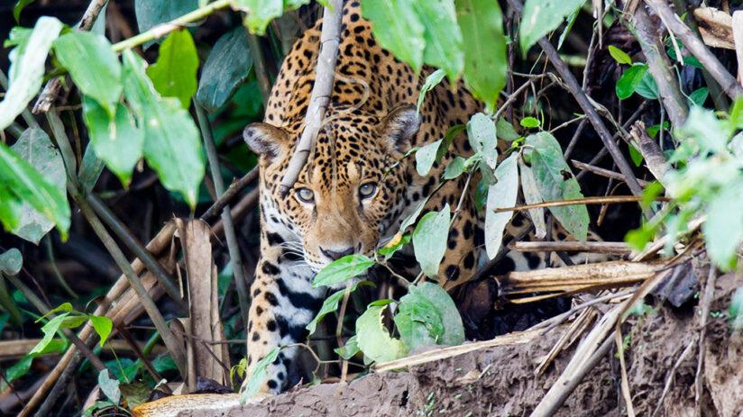 The best jungle predators to see on  vacations