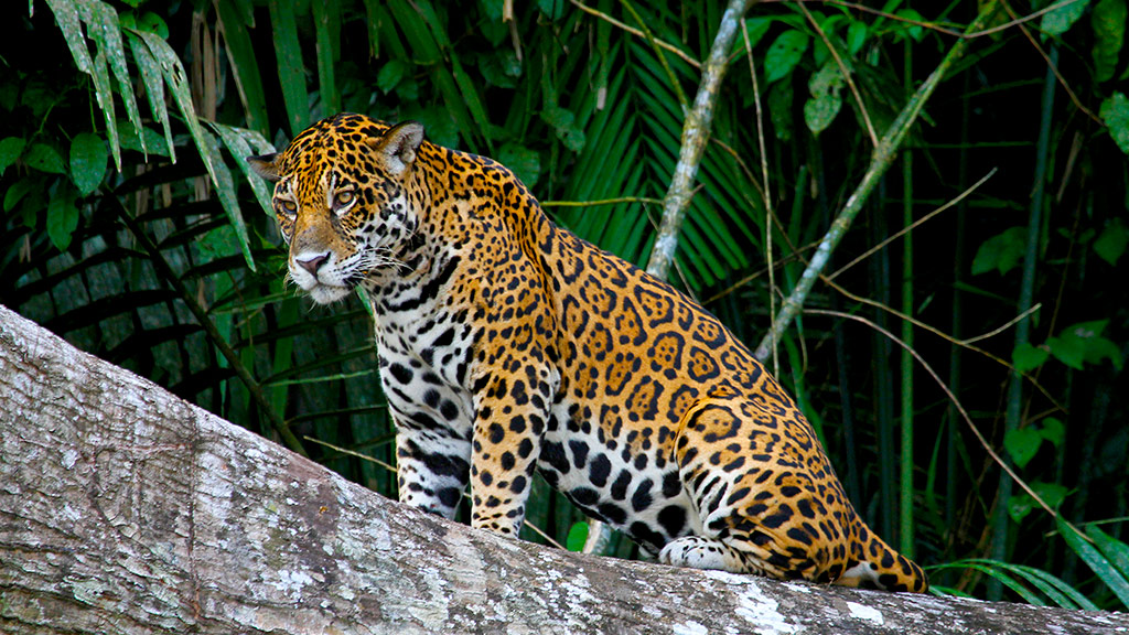 amazon rainforest animals jaguar