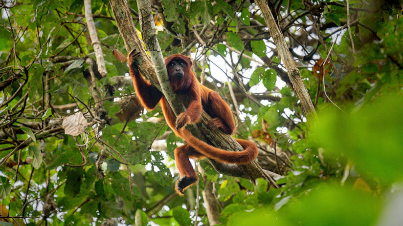 15 Recommended animals to see in the Amazon rainforest | Blog Machu ...