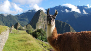 Differences Between Llamas and Alpacas | Blog Machu Travel Peru