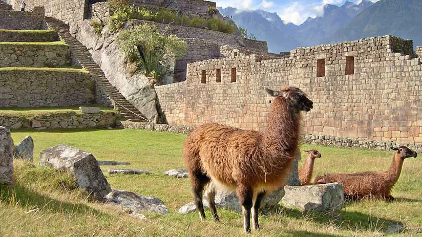 llamas machu picchu pictures