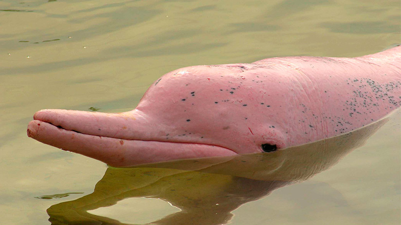 The Amazon Pink River Dolphin Blog Machu Travel Peru