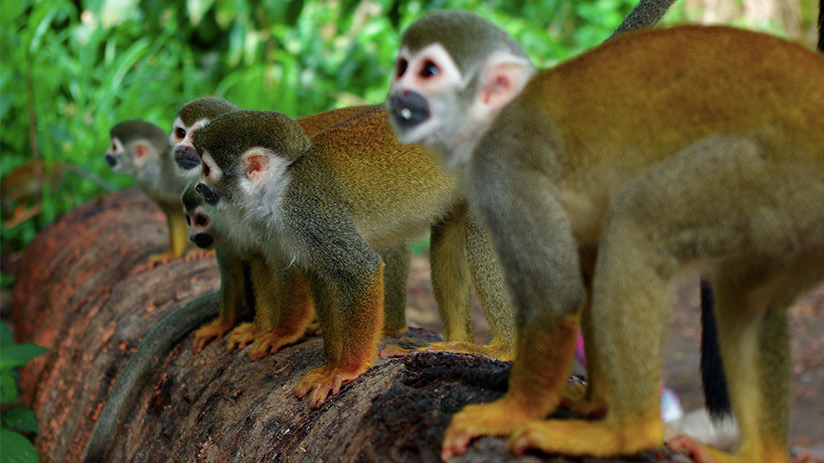 tropical rainforest spider monkeys