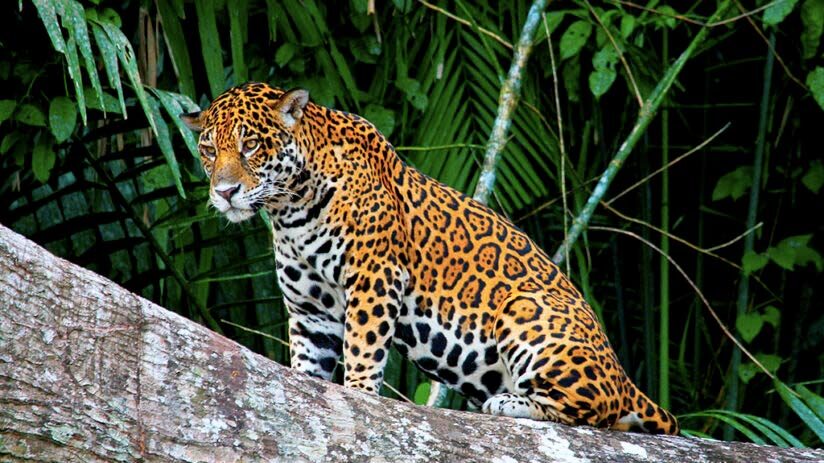 amazon jungle animals list