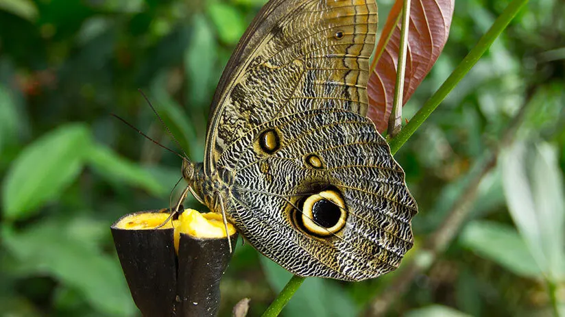 butterfly farm in iquitos