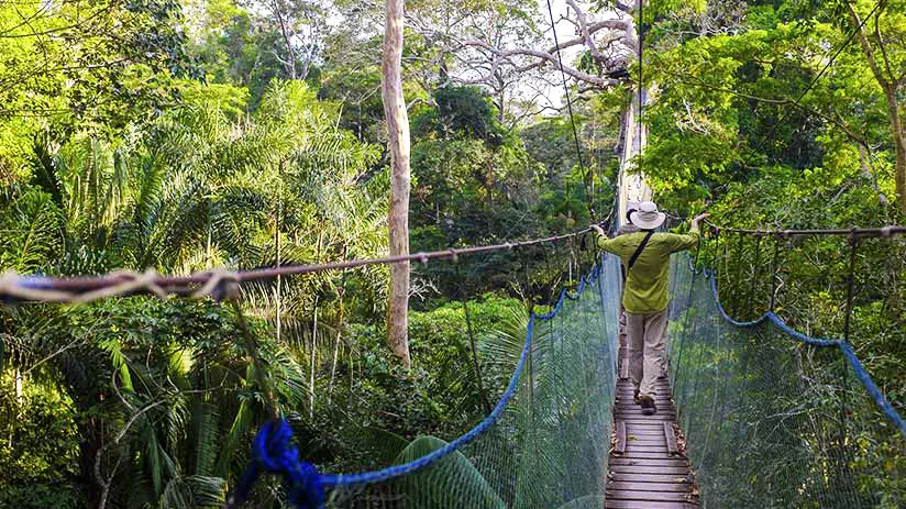 canopy in iquitos