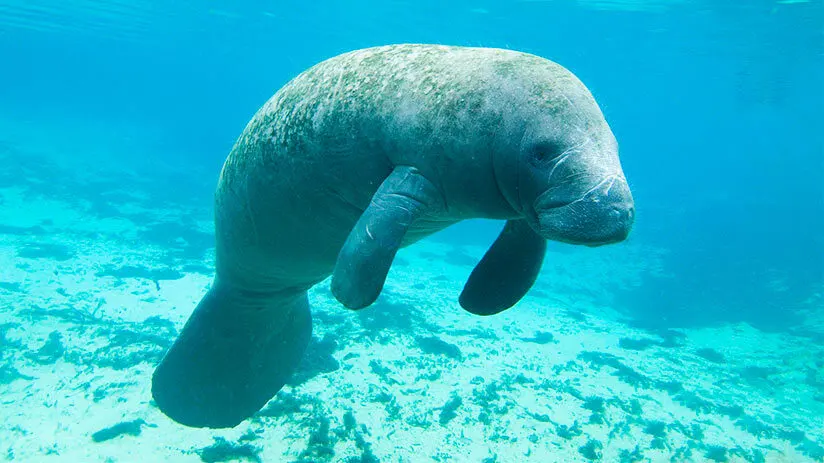 manatees in the amazon rescue center