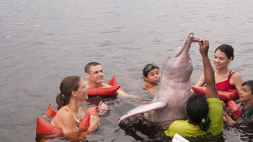 pink river dolphin