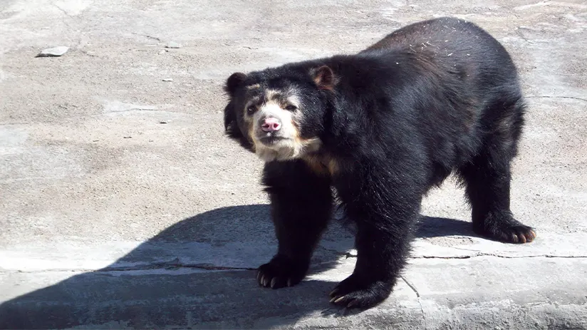spectacled bear machu picchu facts