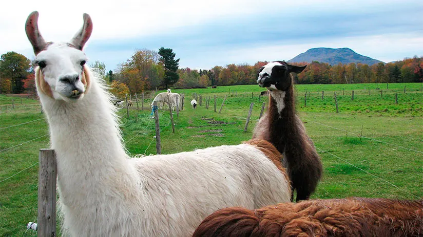 facts about the incas llama