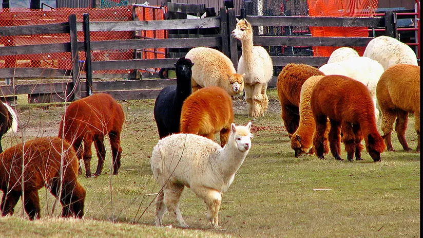 What's the Difference Between a Llama and an Alpaca? - Peru For Less