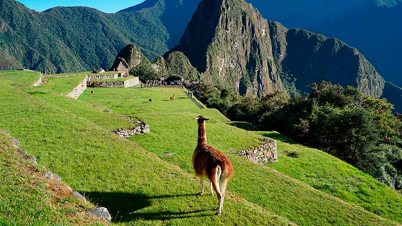 Differences Between Llamas and Alpacas | Blog Machu Travel Peru