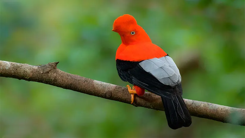 manu birdwatching