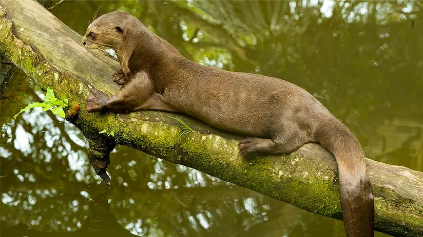 manu giant river otter