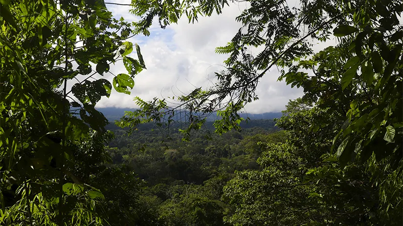 manu national park