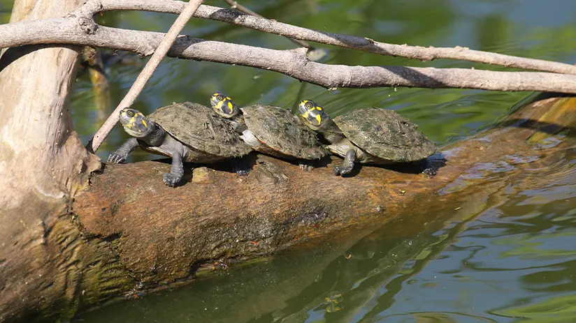 manu turtles