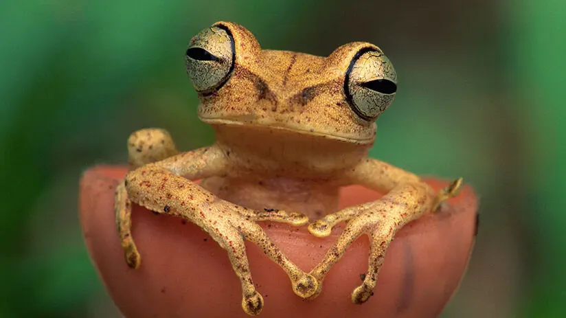 tambopata national reserve biodiversity