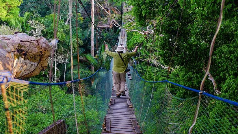 tambopata national reserve canopy