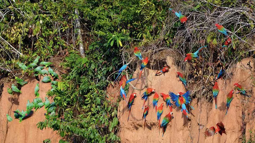 tambopata national reserve clay licks