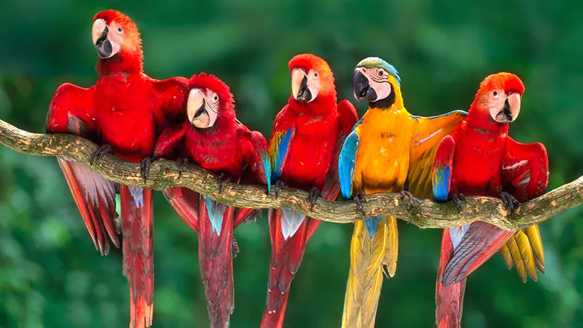 tambopata national reserve macaws