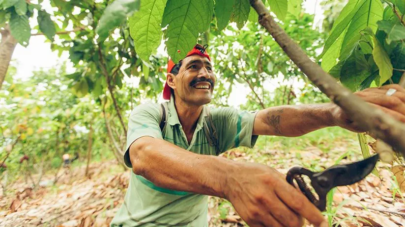 cultivation coffee