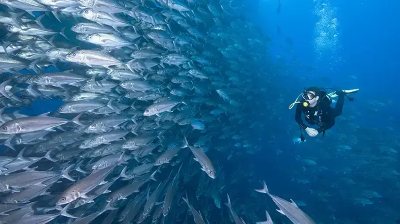 snorkeling galapagos