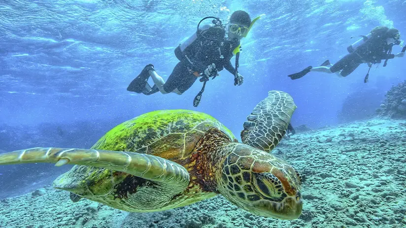 turtles galapagos