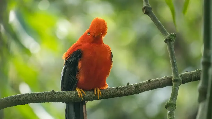 andean cock bird