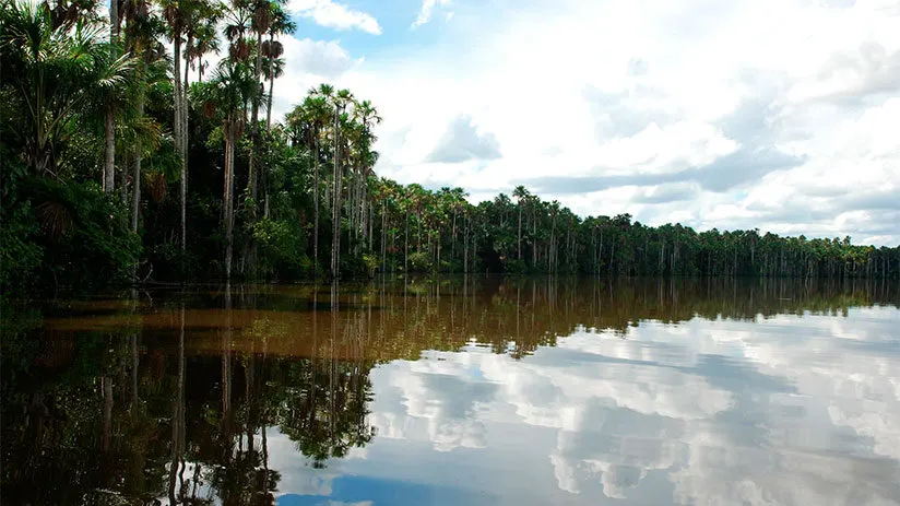 tambopata national reserve