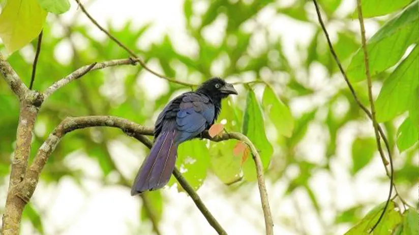 amazonian fauna bird