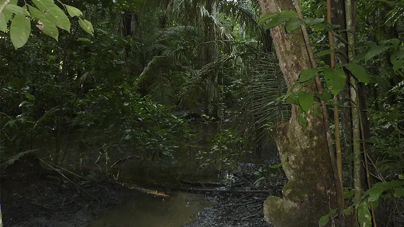 the rainforest of the madidi national park